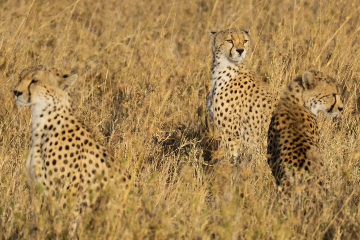 3 Days  Safari to Tarangire, Manyara & Ngorongoro